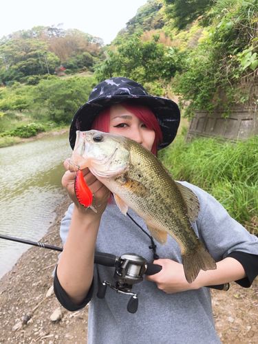 ブラックバスの釣果