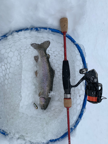 ニジマスの釣果