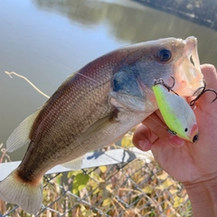 ラージマウスバスの釣果