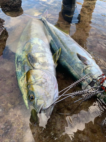 ヒラマサの釣果