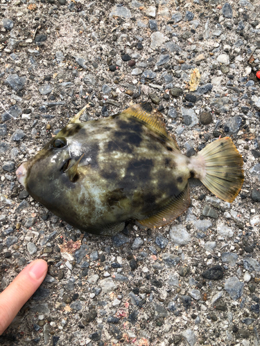 カワハギの釣果