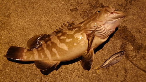 クエの釣果