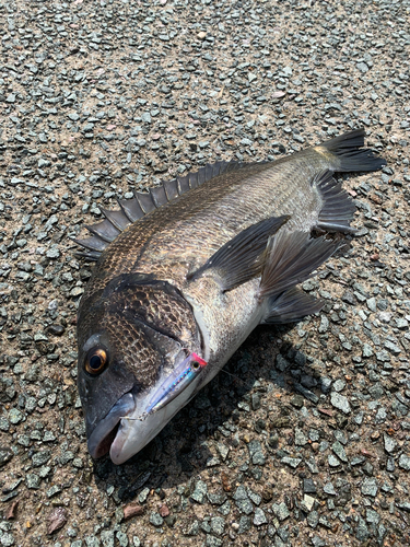 クロダイの釣果