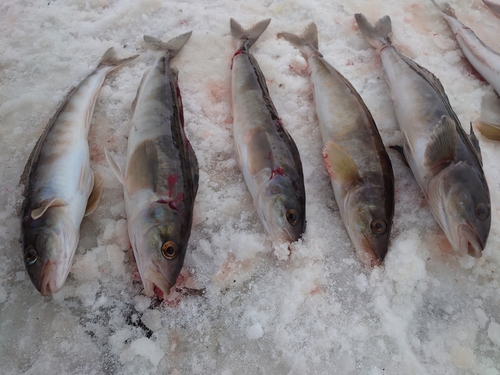 ホッケの釣果