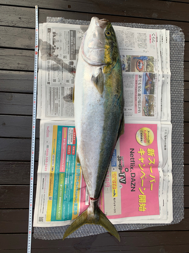 ブリの釣果