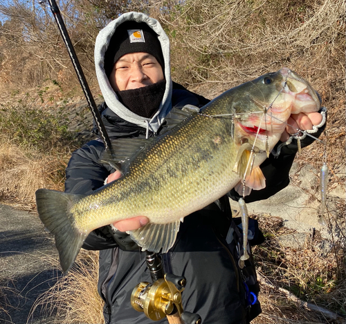 ブラックバスの釣果