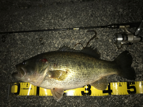 ブラックバスの釣果