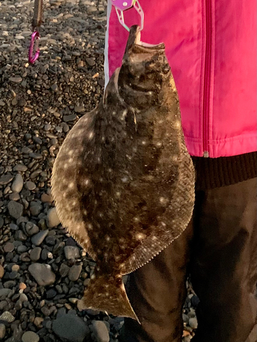 ヒラメの釣果