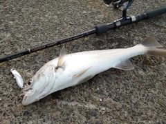 オオニベの釣果