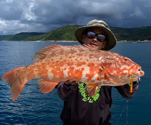 スジアラの釣果