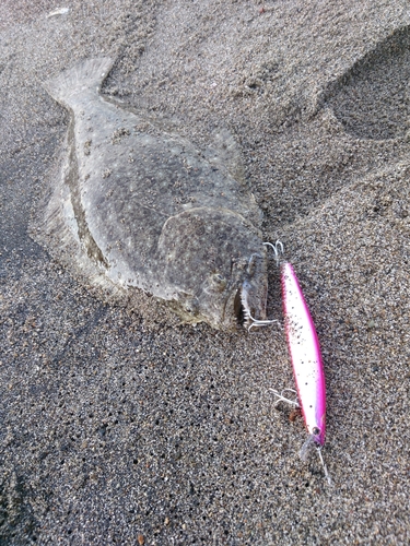 ヒラメの釣果