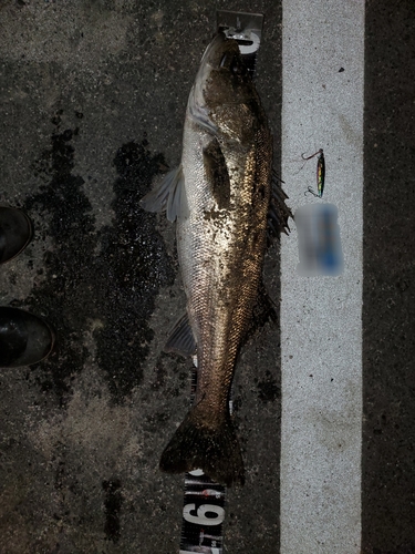 シーバスの釣果