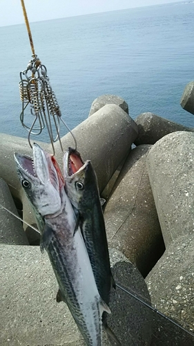 サゴシの釣果