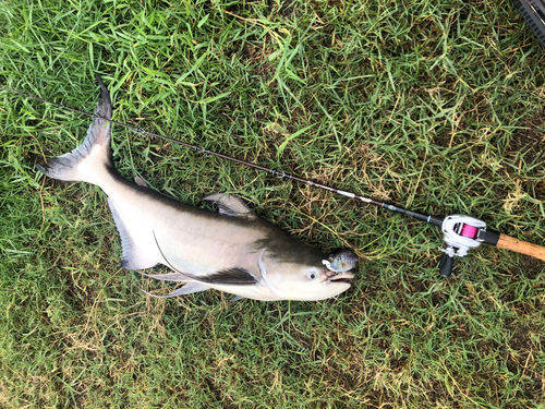 メコンオオナマズの釣果