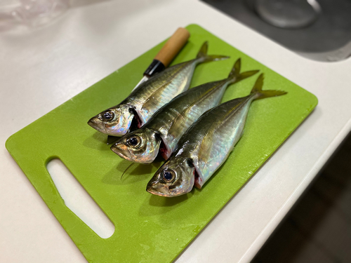 アジの釣果