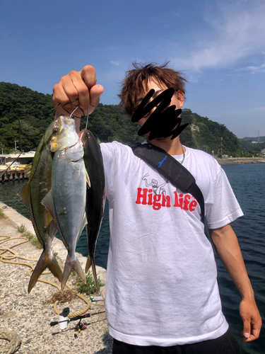 ショゴの釣果