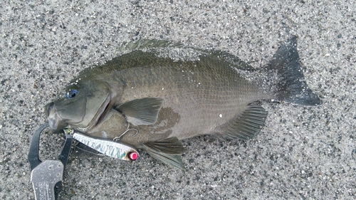 メジナの釣果