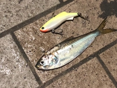 サッパの釣果