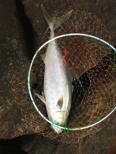 ハマチの釣果