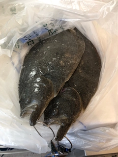 ヒラメの釣果