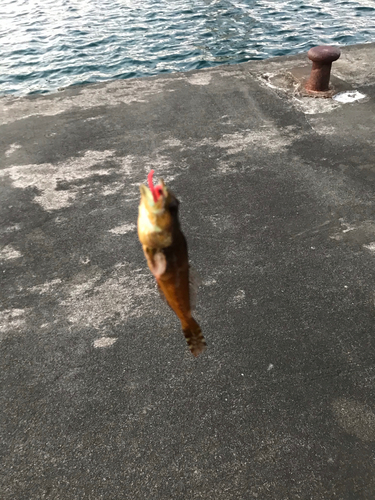 アナハゼの釣果