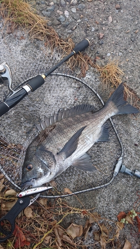 クロダイの釣果