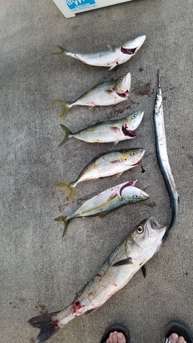 イナダの釣果