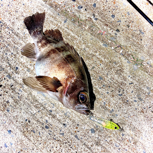 シロメバルの釣果