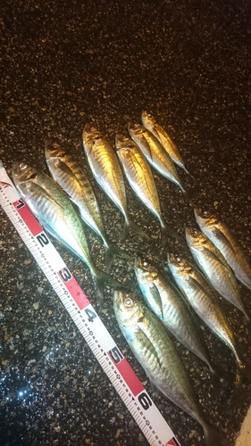 アジの釣果