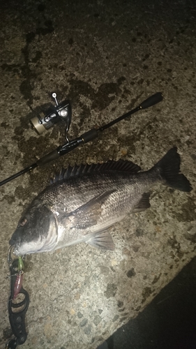 クロダイの釣果