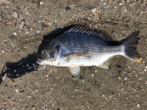 キチヌの釣果