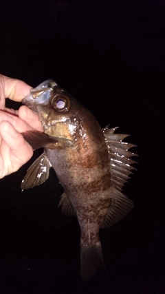 メバルの釣果