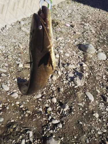 ナマズの釣果