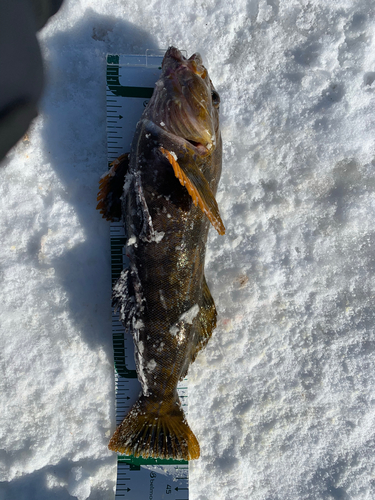 アイナメの釣果