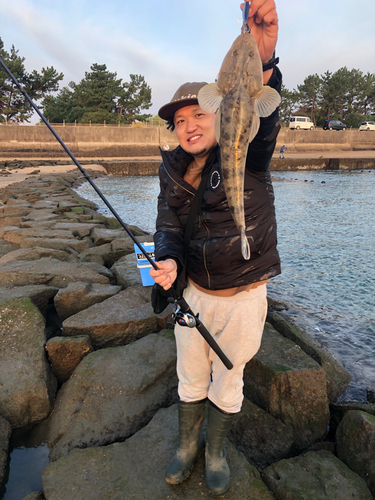 マゴチの釣果