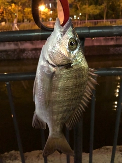 ミナミクロダイの釣果