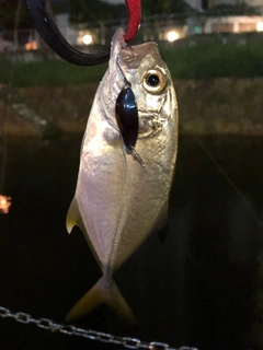 オニヒラアジの釣果