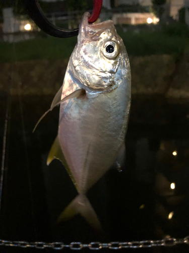 オニヒラアジの釣果