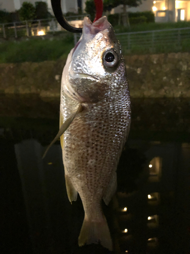 ホシミゾイサキの釣果