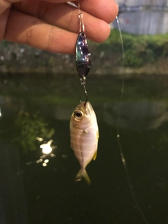 オニヒラアジの釣果