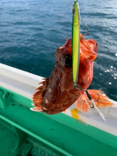 イナダの釣果