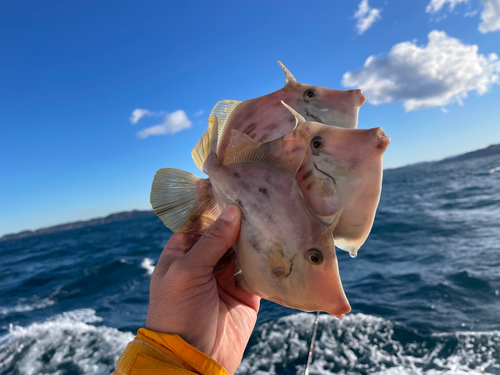 カワハギの釣果