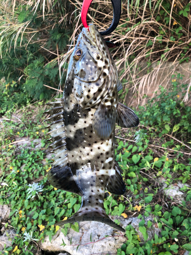 ヤイトハタの釣果