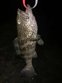 ヤイトハタの釣果