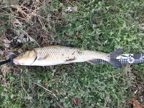 ニゴイの釣果