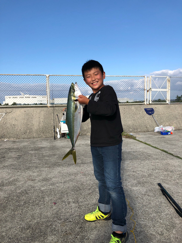 ハマチの釣果