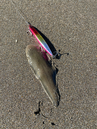 シタビラメの釣果