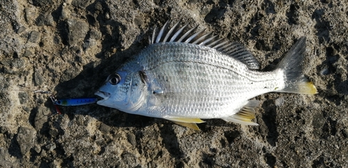 キビレの釣果