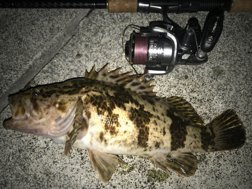 ベッコウゾイの釣果