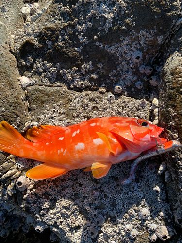 アカハタの釣果